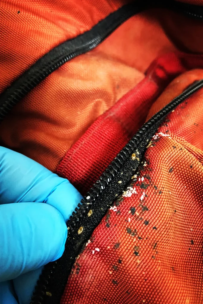 bug infested backpack bags